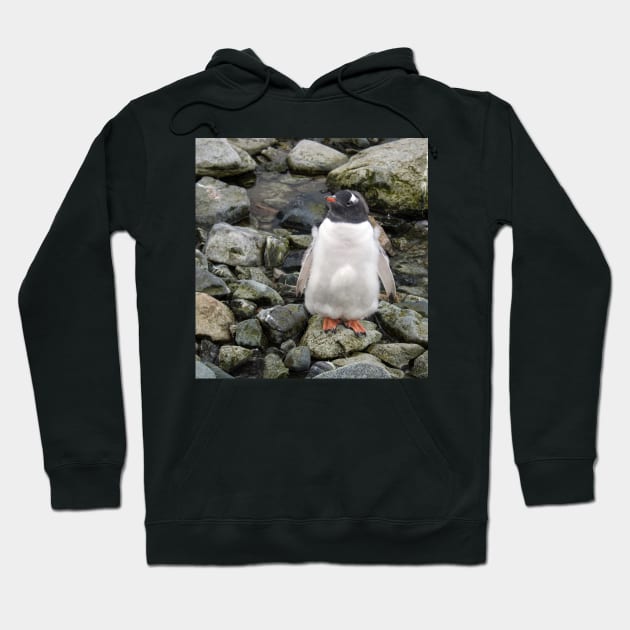 Gentoo penguin chick Hoodie by HazelWright